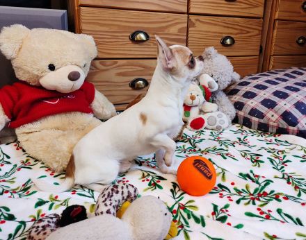 Chihuahua, mini male welpe baby zu verkaufen!