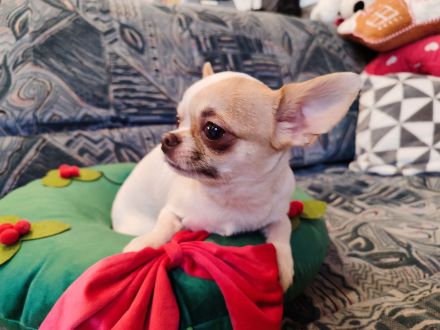 Chihuahua, mini male welpe baby zu verkaufen!