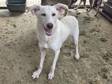 Bianca, neugierige, verspielte, fröhliche, menschenbezogene Junghündin, 1 Jahr, 55 cm