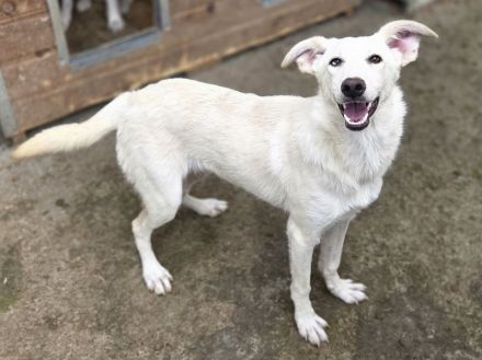 Bianca, neugierige, verspielte, fröhliche, menschenbezogene Junghündin, 1 Jahr, 55 cm
