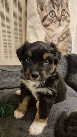 Australian Shepherd/ Bordercollie Mix Welpen