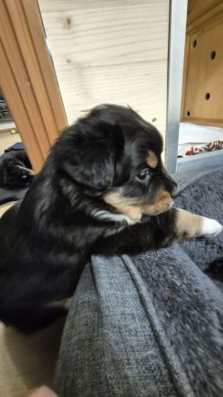 Australian Shepherd/ Bordercollie Mix Welpen