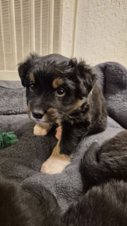 Australian Shepherd/ Bordercollie Mix Welpen