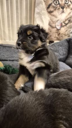 Australian Shepherd/ Bordercollie Mix Welpen