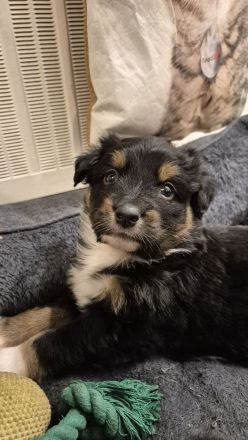 Australian Shepherd/ Bordercollie Mix Welpen