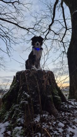 Australian Shepherd/ Bordercollie Mix Welpen