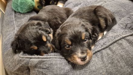 Australian Shepherd/ Bordercollie Mix Welpen