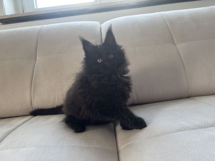 Maine Coon Kitten mit Stammbaum ab sofort abzugeben