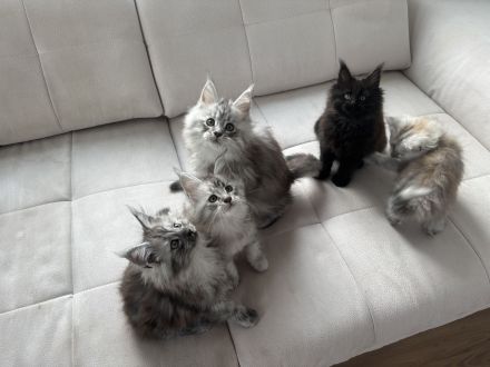 Maine Coon Kitten mit Stammbaum ab sofort abzugeben