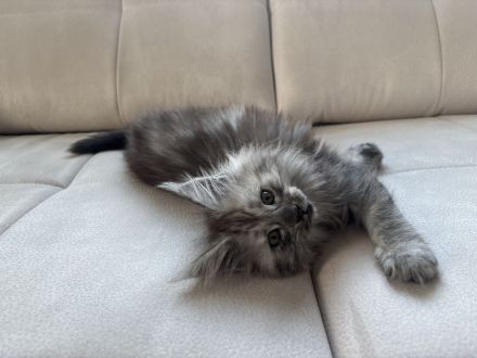 Maine Coon Kitten mit Stammbaum ab sofort abzugeben