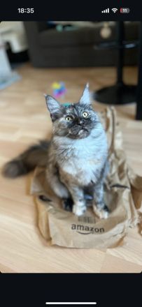 Maine Coon Kitten mit Stammbaum ab sofort abzugeben