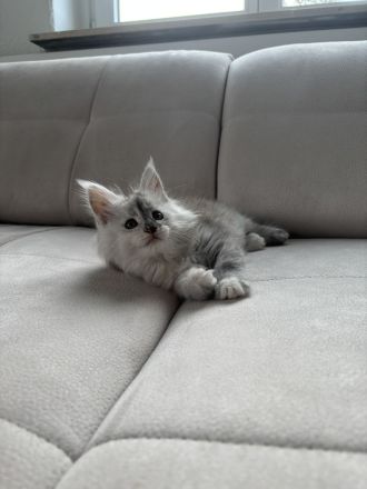 Maine Coon Kitten mit Stammbaum ab sofort abzugeben