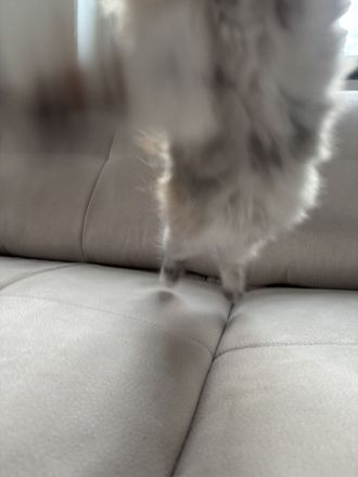 Maine Coon Kitten mit Stammbaum ab sofort abzugeben
