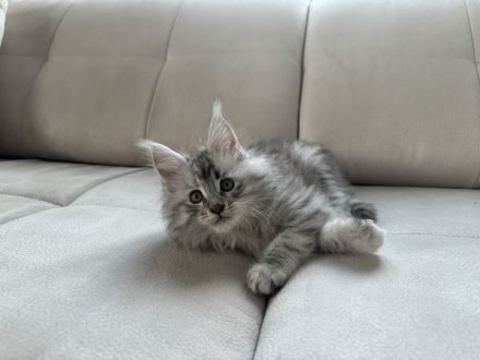 Maine Coon Kitten mit Stammbaum ab sofort abzugeben