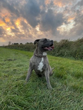 Cane corso + American Bully classic