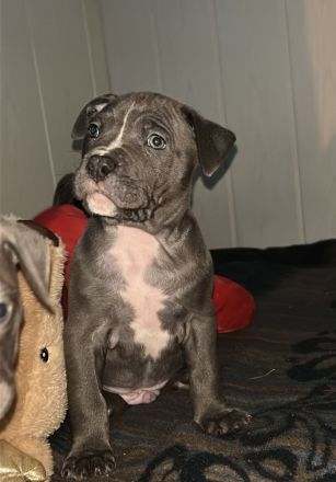 Cane corso + American Bully classic