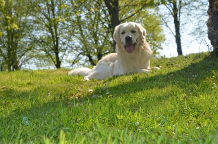 Wurfankündigung Golden Retriever Welpen