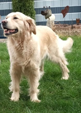 Wurfankündigung Golden Retriever Welpen
