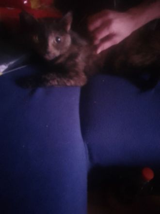 Katze