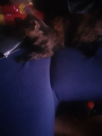 Katze