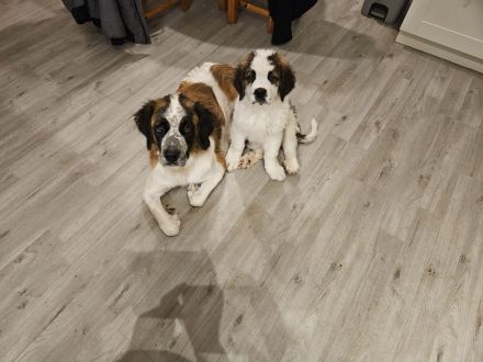 Bernhardiner Mischlingswelpe