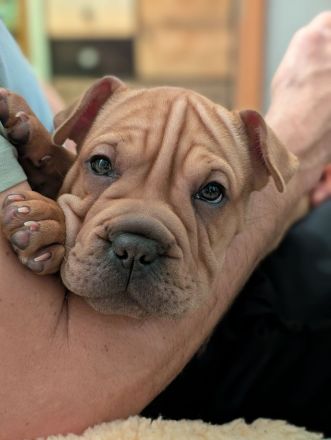 Frenchi Pei Hündin: Französische Bulldogge und Shar-Pei Mix (seltene Gelegenhei)