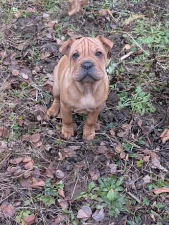 Frenchi Pei Hündin: Französische Bulldogge und Shar-Pei Mix (seltene Gelegenhei)