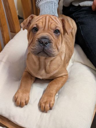 Frenchi Pei Hündin: Französische Bulldogge und Shar-Pei Mix (seltene Gelegenhei)
