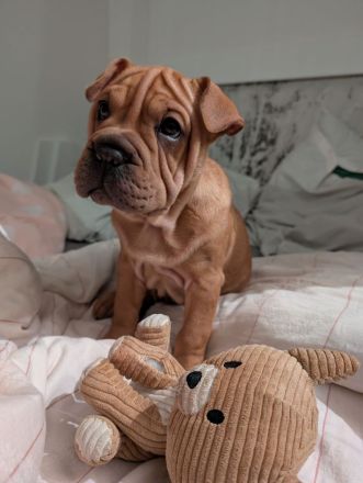 Frenchi Pei Hündin: Französische Bulldogge und Shar-Pei Mix (seltene Gelegenhei)