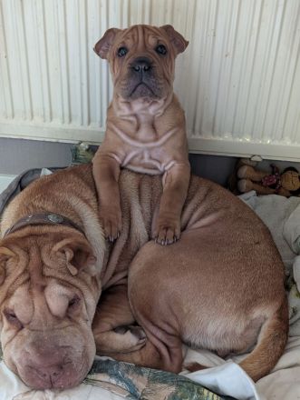 Frenchi Pei Hündin: Französische Bulldogge und Shar-Pei Mix (seltene Gelegenhei)