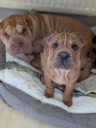 Frenchi Pei Hündin: Französische Bulldogge und Shar-Pei Mix (seltene Gelegenhei)