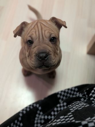 Frenchi Pei Hündin: Französische Bulldogge und Shar-Pei Mix (seltene Gelegenhei)