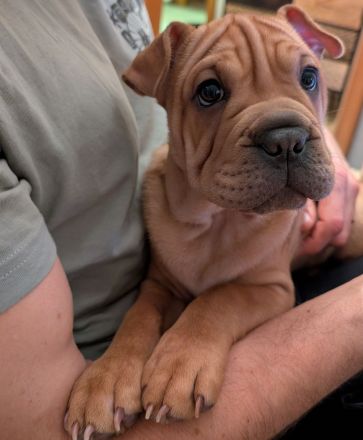 Frenchi Pei Hündin: Französische Bulldogge und Shar-Pei Mix (seltene Gelegenhei)