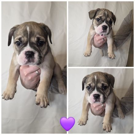 Old English bulldoggen