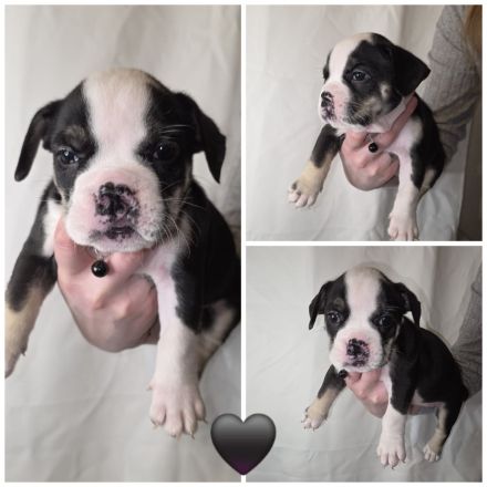 Old English bulldoggen