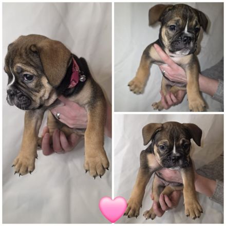 Old English bulldoggen