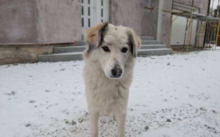 Bezaubernde Lila sucht geduldige Zuhause