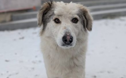 Bezaubernde Lila sucht geduldige Zuhause