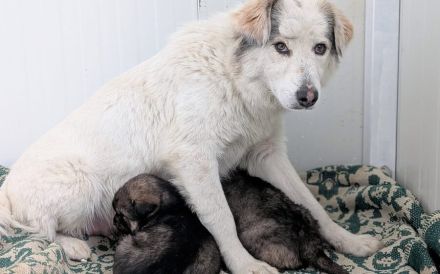 Bezaubernde Lila sucht geduldige Zuhause