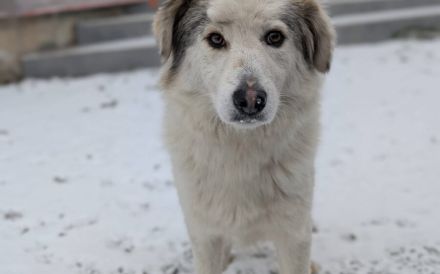 Bezaubernde Lila sucht geduldige Zuhause