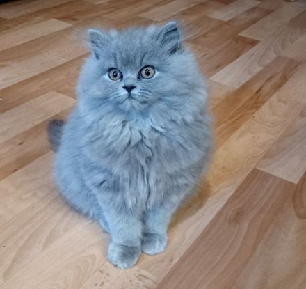 Typvolle Britisch Langhaar Kitten aus kleiner Hobbyzucht......
