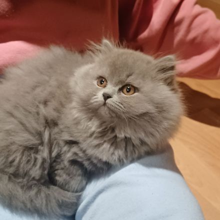 Typvolle Britisch Langhaar Kitten aus kleiner Hobbyzucht......