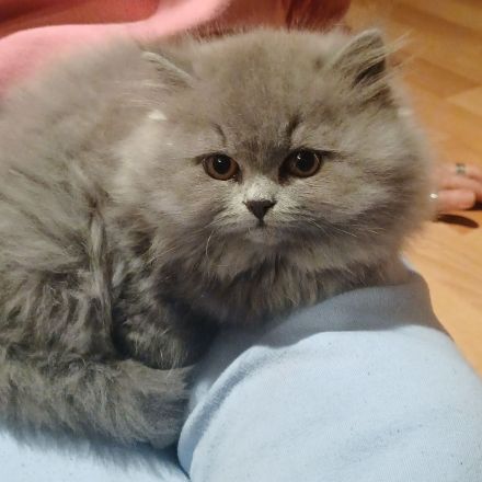 Typvolle Britisch Langhaar Kitten aus kleiner Hobbyzucht......