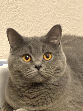 BKH erwachsene Katze