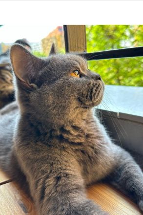 BKH erwachsene Katze