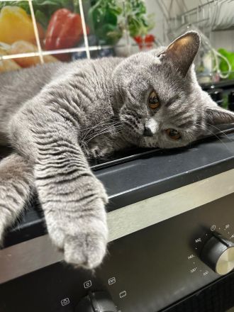 BKH erwachsene Katze