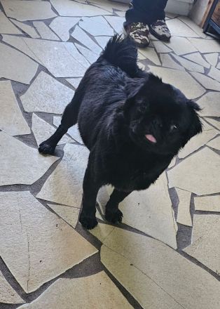 Mops Hündin Fluffy schwarz