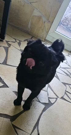 Mops Hündin Fluffy schwarz