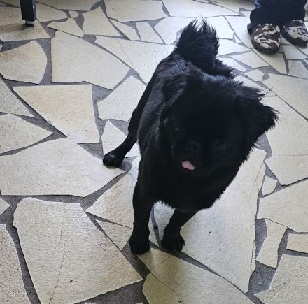 Mops Hündin Fluffy schwarz