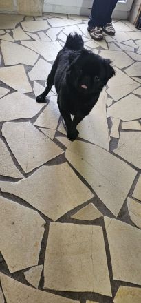 Mops Hündin Fluffy schwarz